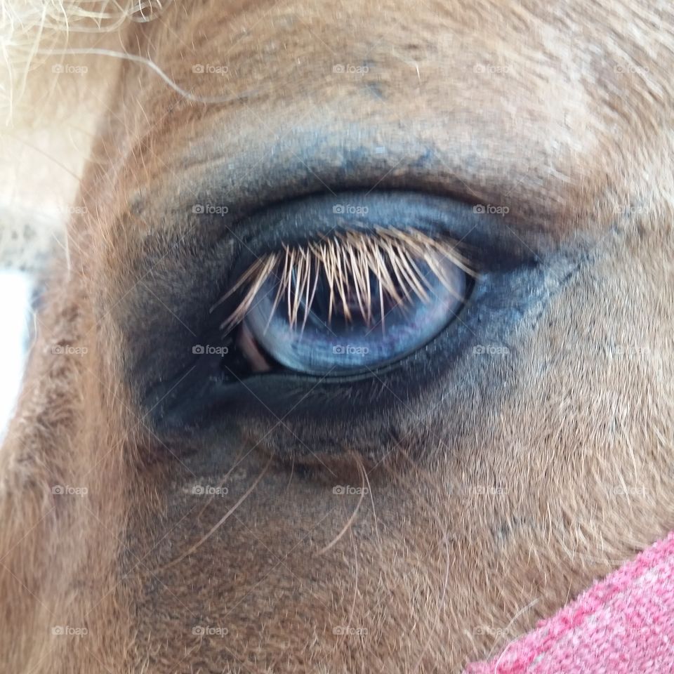 Eye of the horse