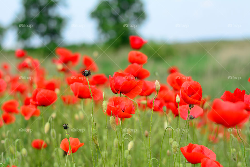 Close-up of red poppy flower