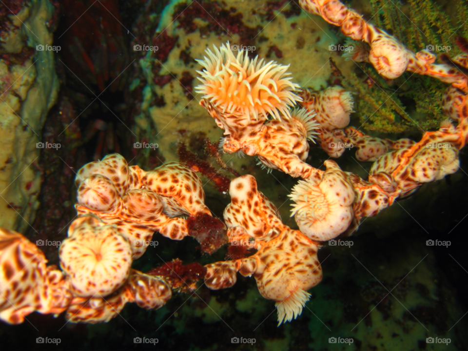 coral deep ocean floor by izabela.cib