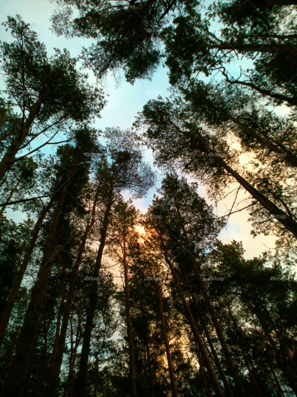 Low angle view of silhouette trees