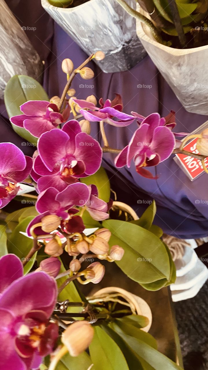 Deep Purple Orchids Fresh Sitting By Window picking up on some Light of the Day. 