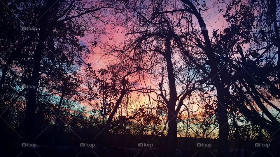 Color through the trees