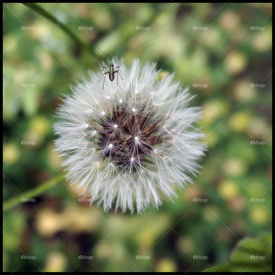 Dandelion 