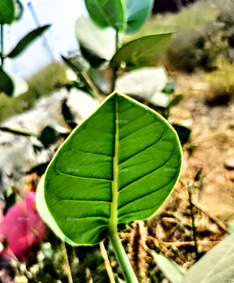leaf