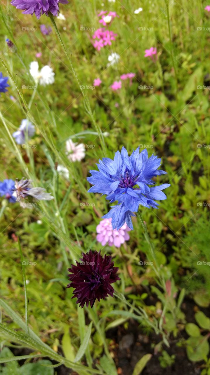 blue, violet and purple flowers in the middle of the green grass
