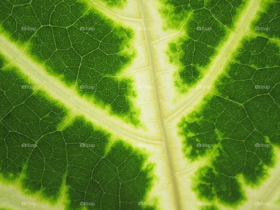 a very big network of veins!!!!!!!