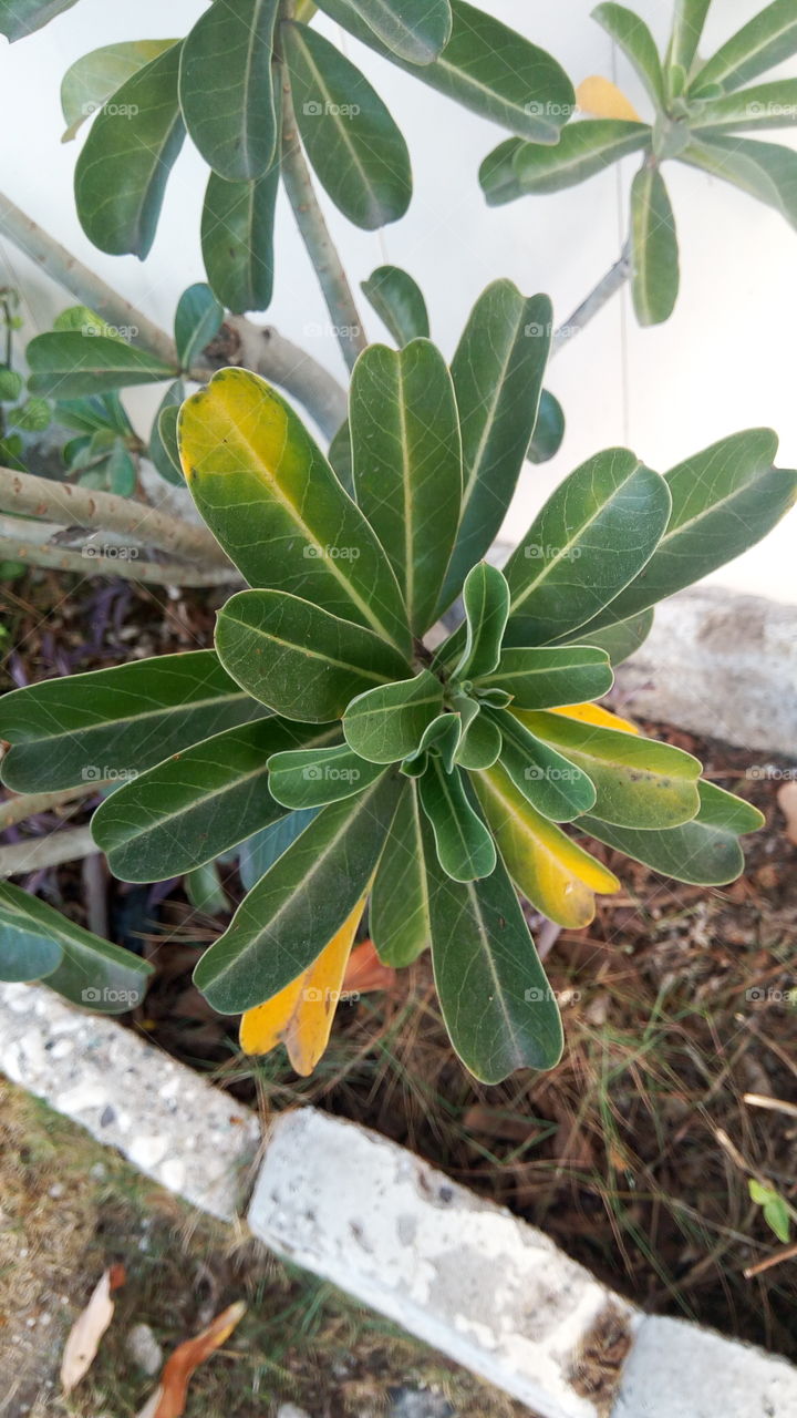 Nature, No Person, Leaf, Flora, Summer