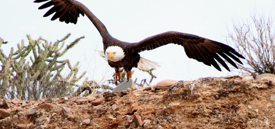 Bald Eagle Flying Off Cliff