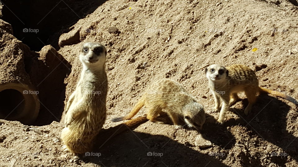 Meerkats (suricates)
