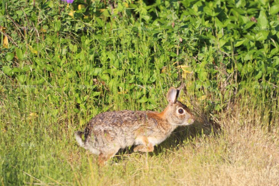 Bunny in the backyard 