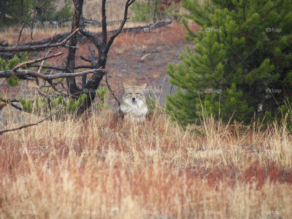 Coyote in Yellowstone . Saw a coyote, took it's picture