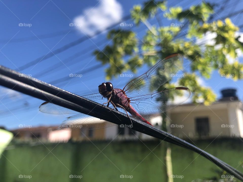 Libélula descansando antes do voo 
