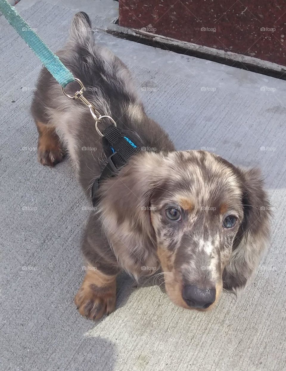 Beautiful Dachshund with Gorgeous Eyes