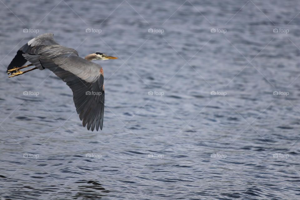 Great blue heron flying above the ocean 