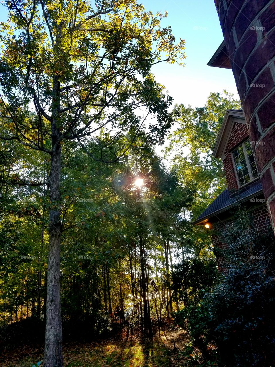 Sunrise behind trees