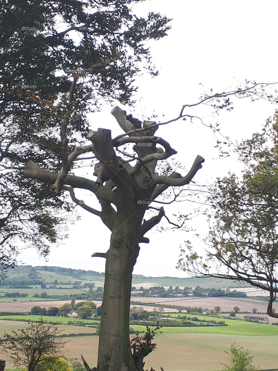 Tree, No Person, Landscape, Outdoors, Daylight