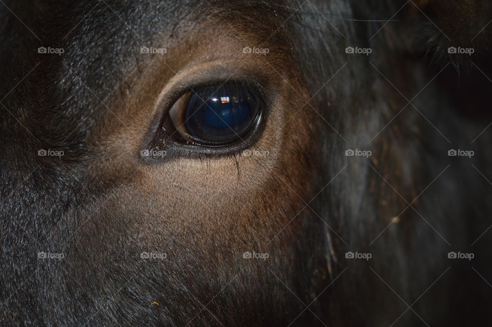 Calf eyes...blue eyes reflecting nearest windows.