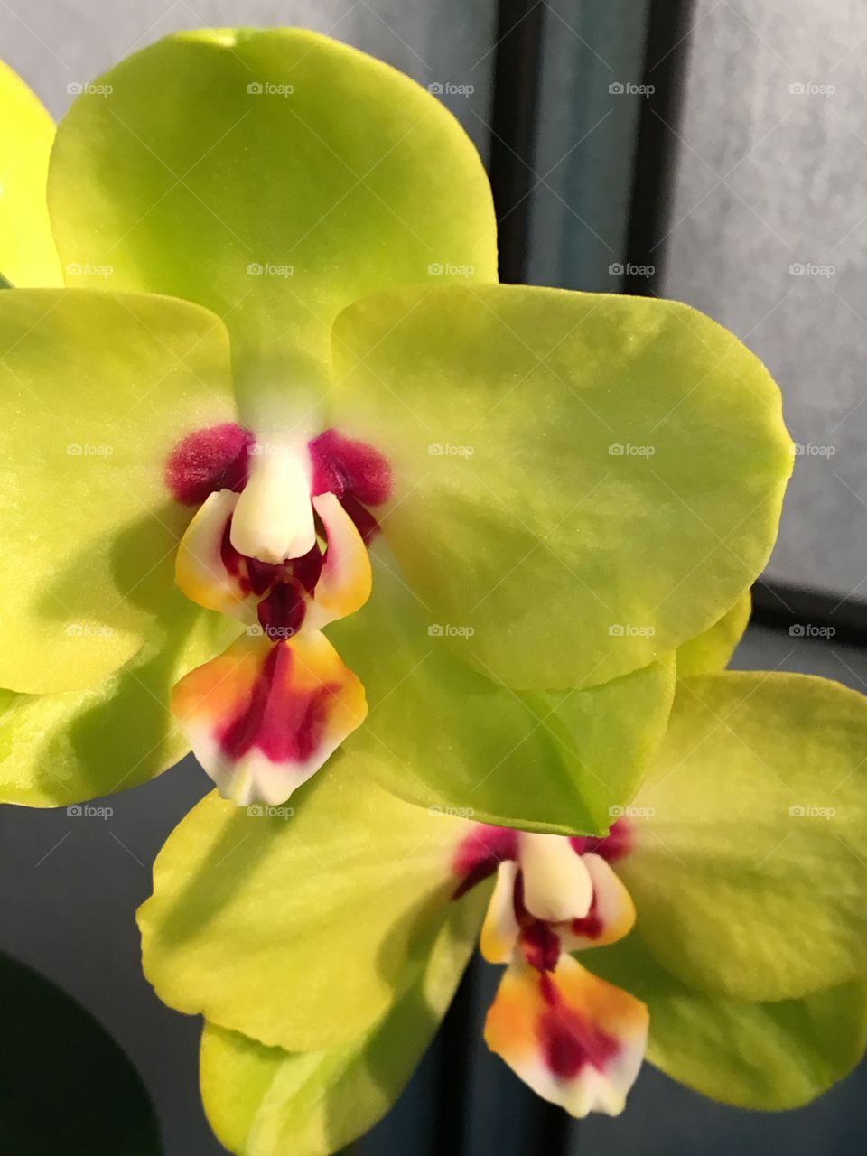 Orchid - twins