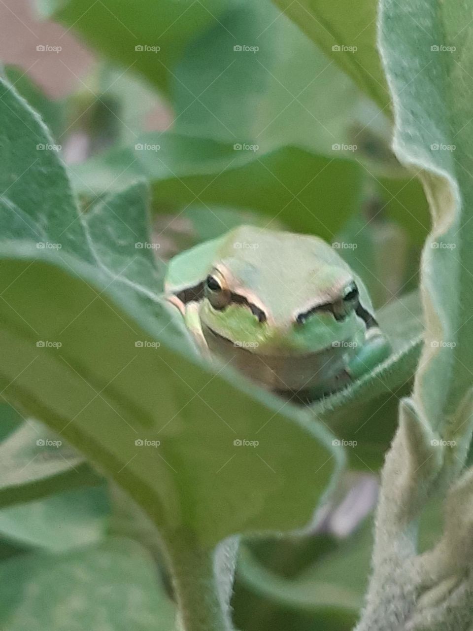 beautiful frog