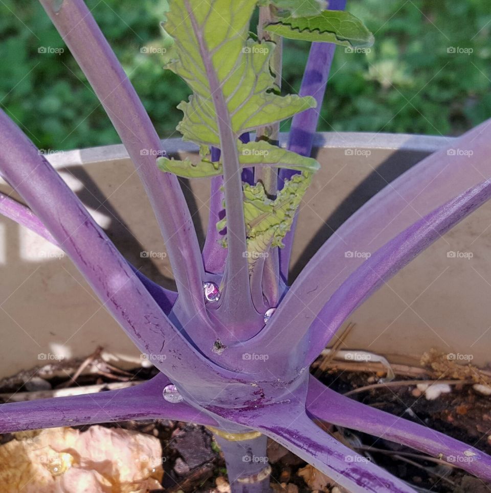 Kohlrabi