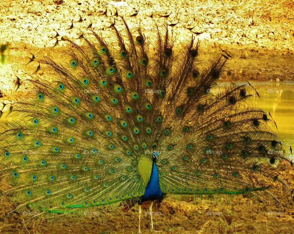 peacock