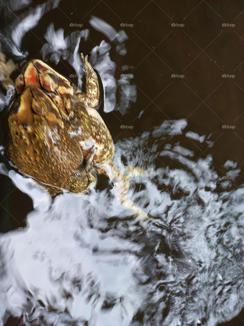 frogs are roaming in the water