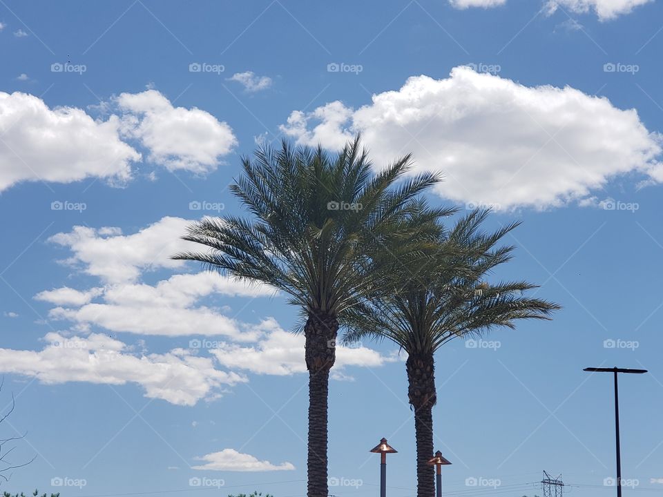 palm trees