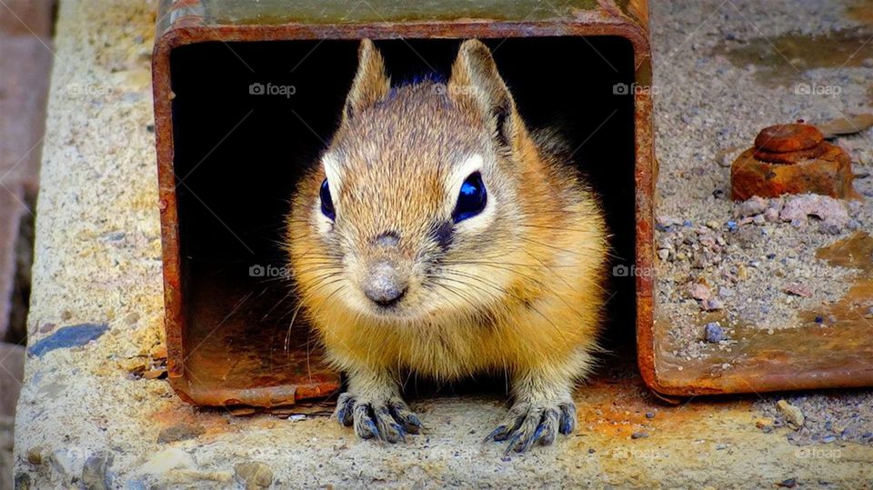 ground squirrel