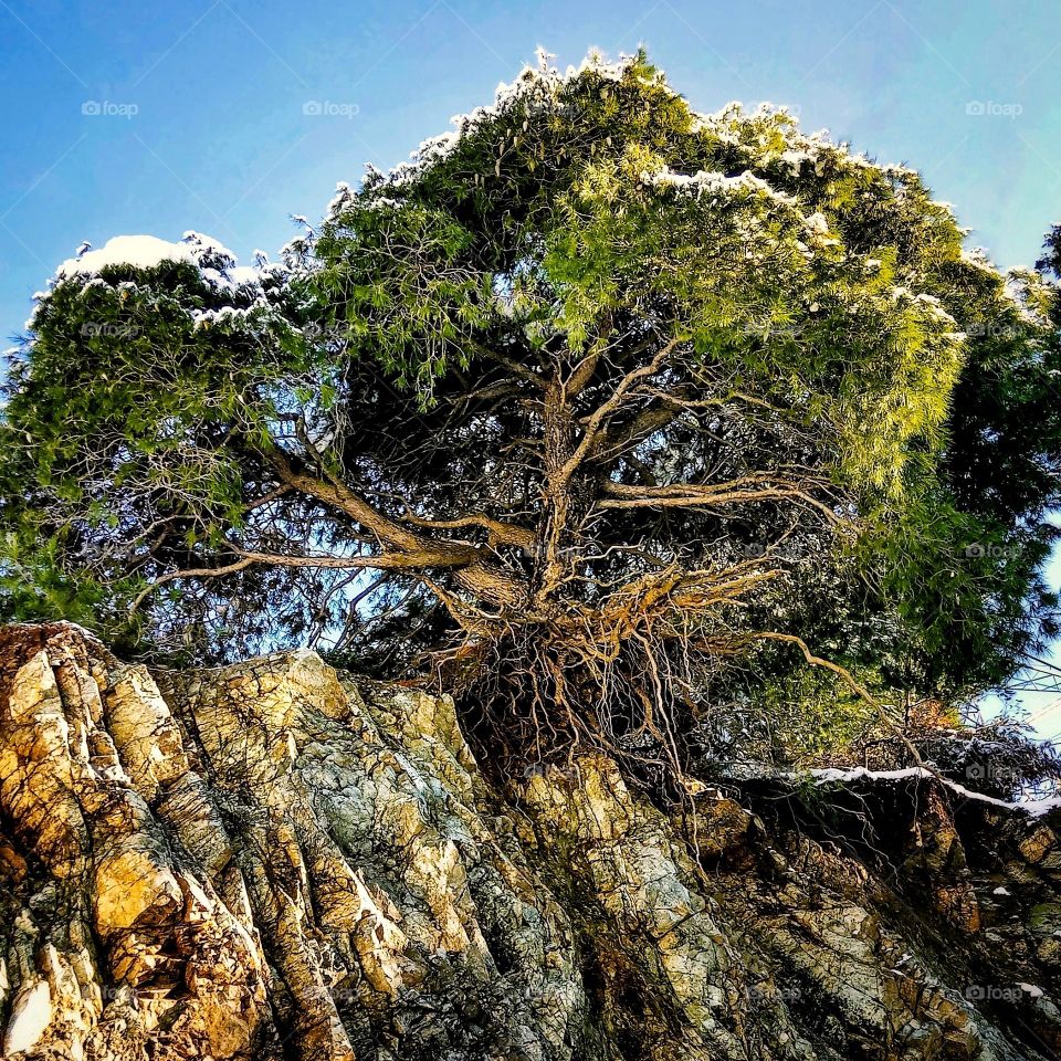 A tree suspended in midair