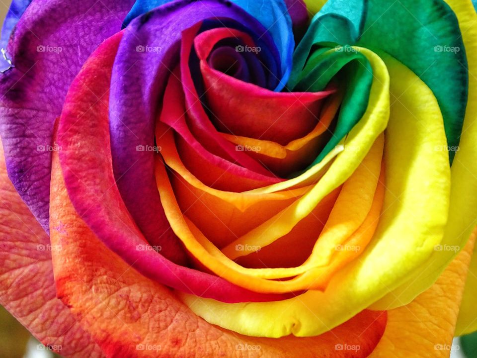 Rainbow rose