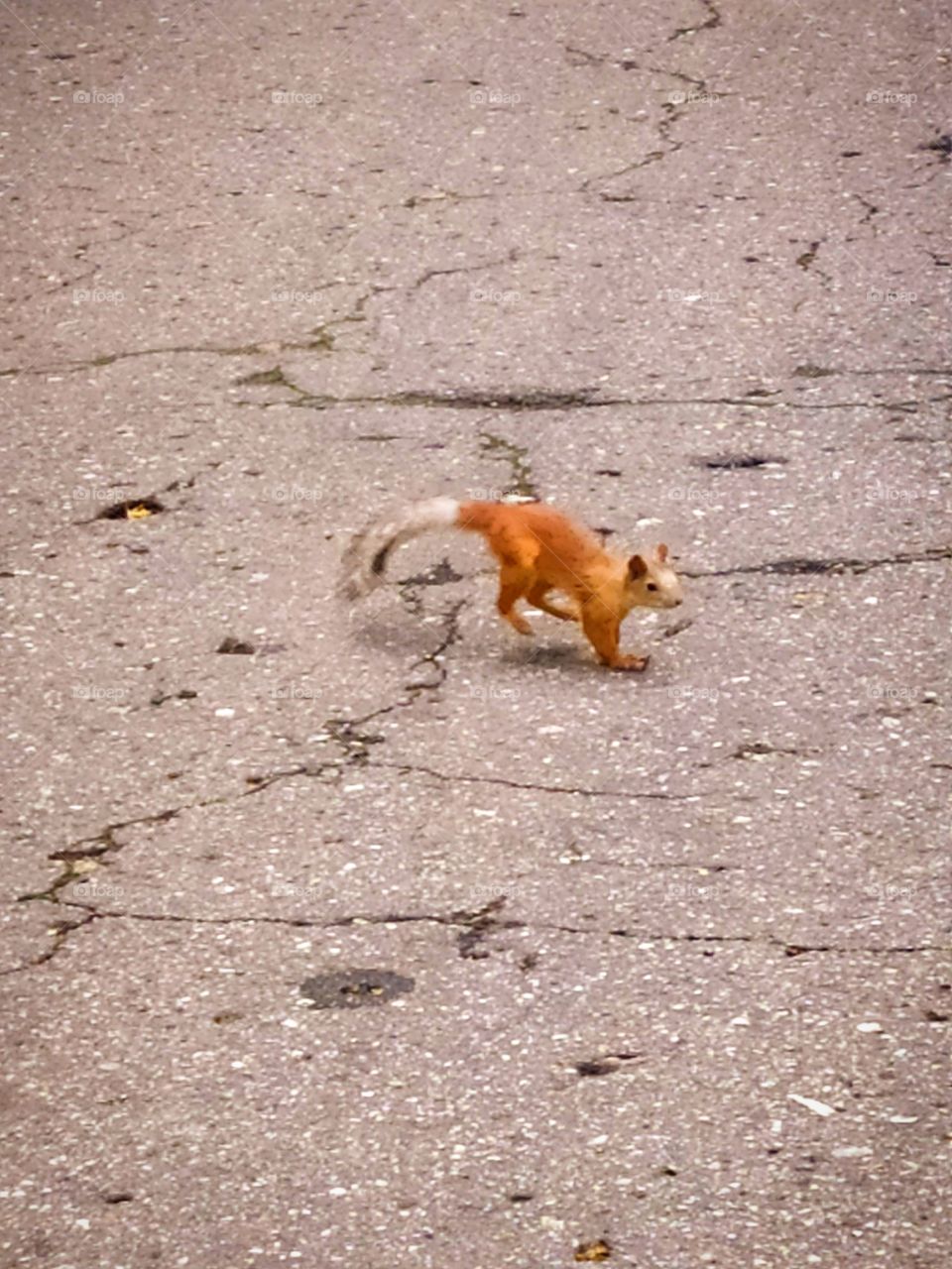 Little squirrel overwhelms asphalt road