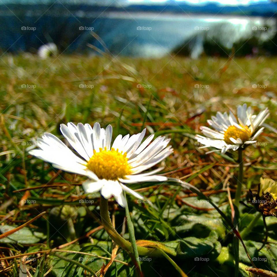 Flower Cantabria
