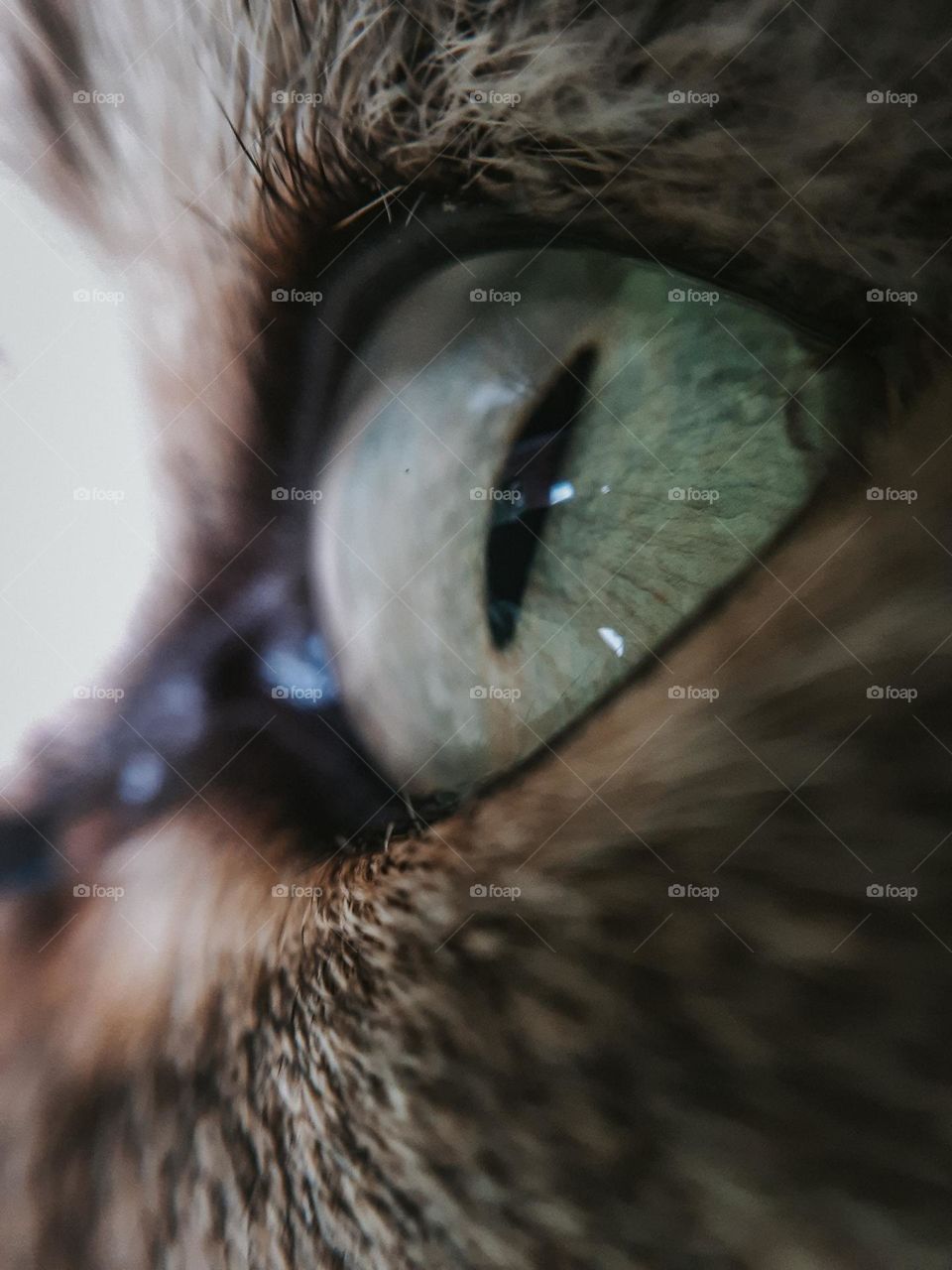 Macro photo of the eye of a village cat
