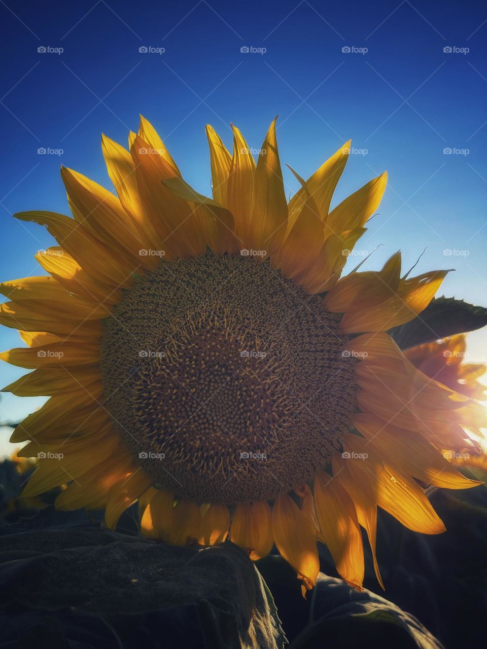 Sunflower