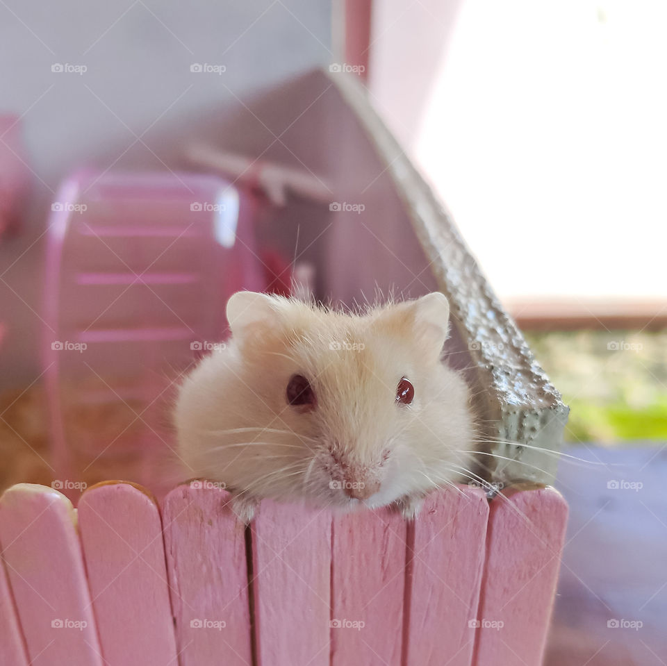 This is my beautiful furry friend. And hamsters are one of the kids' favorite pets.