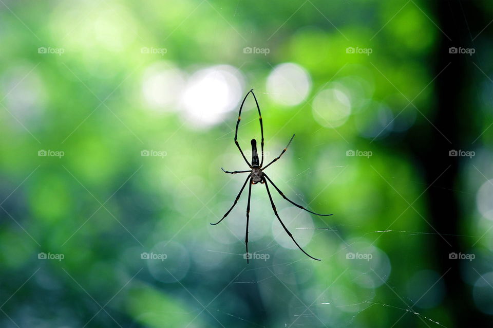 spider on Nets