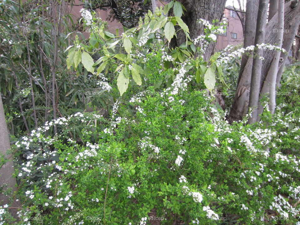 Flower, Flora, Nature, Leaf, Tree