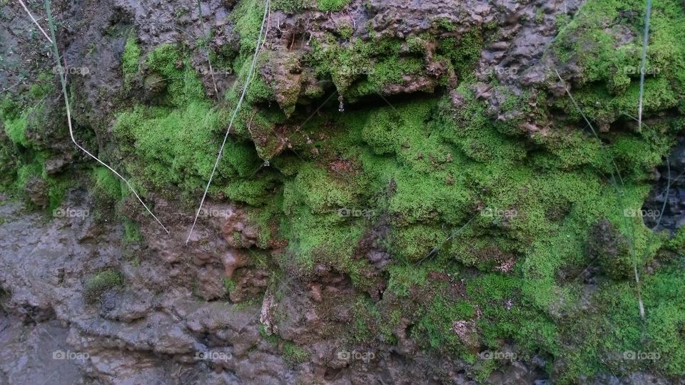 A beautiful scene of valley Moss on the valley edge.