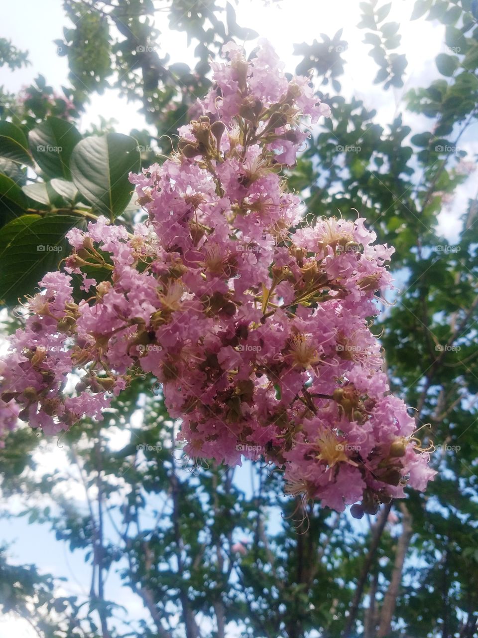 Pink Crepe Myrtle