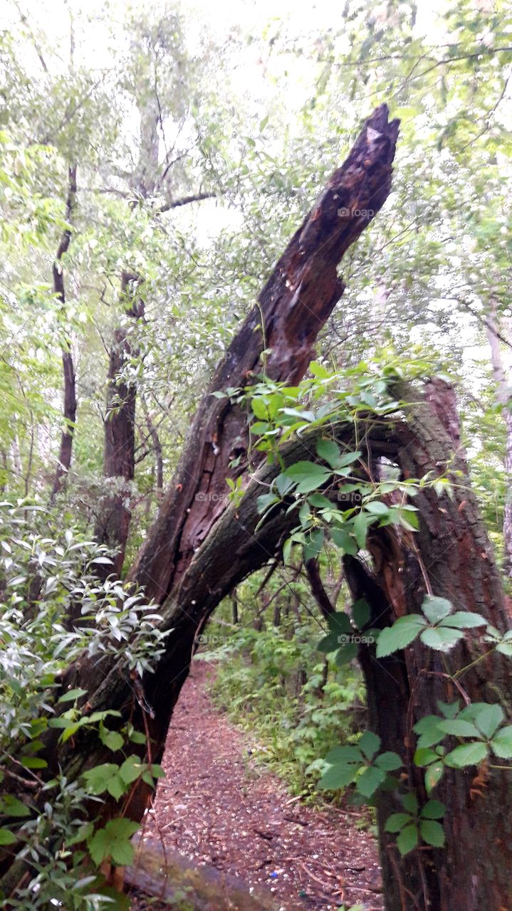 the old tree broke but did not die, life goes on