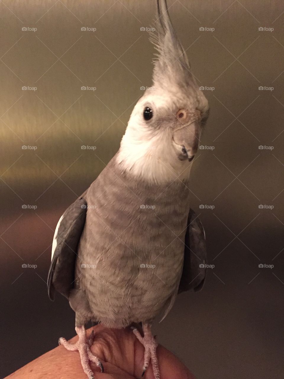 Curious Cockatiel with an attitude. 