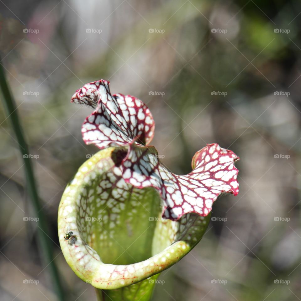 Small green fly on a pitcher plant in the bog at Weeks Bay Fairhope Alabama 