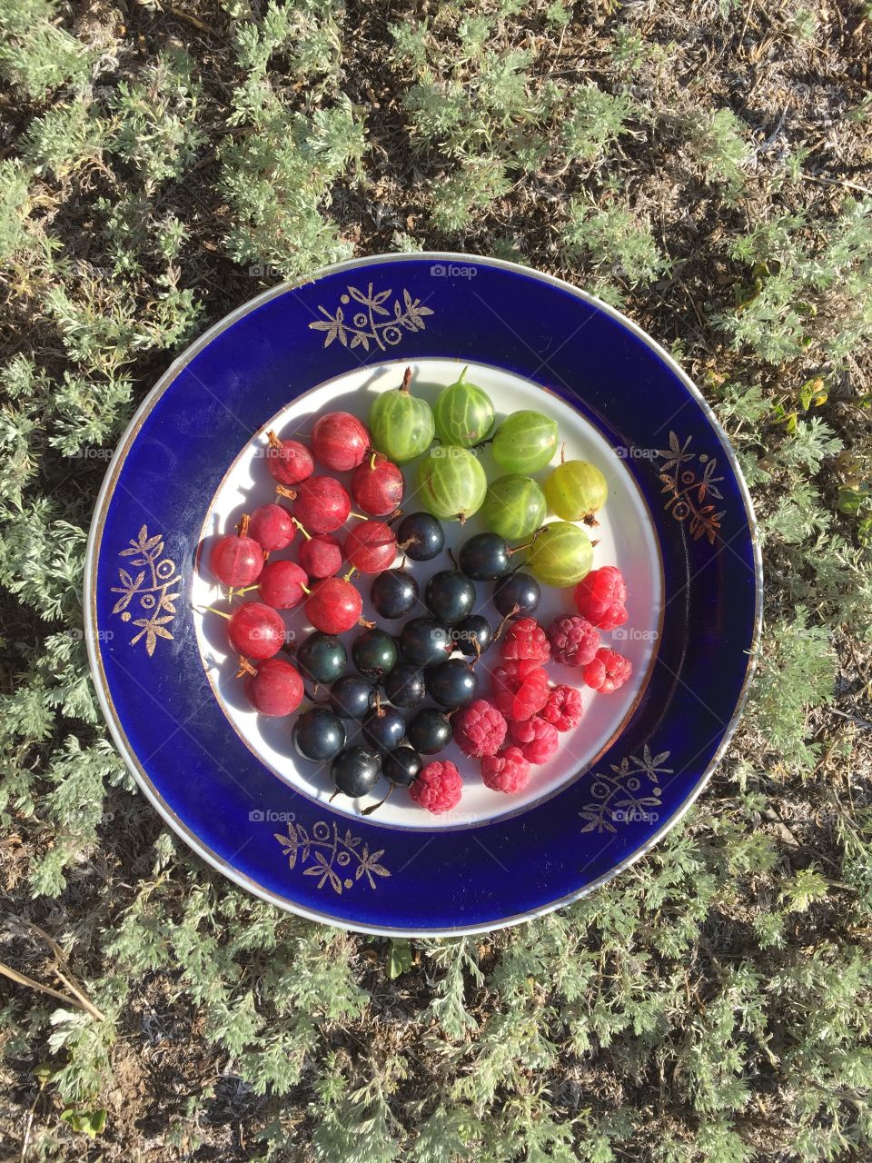 Colorful berries