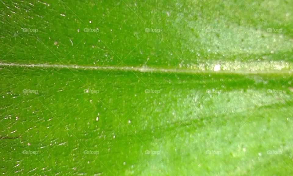 leaf