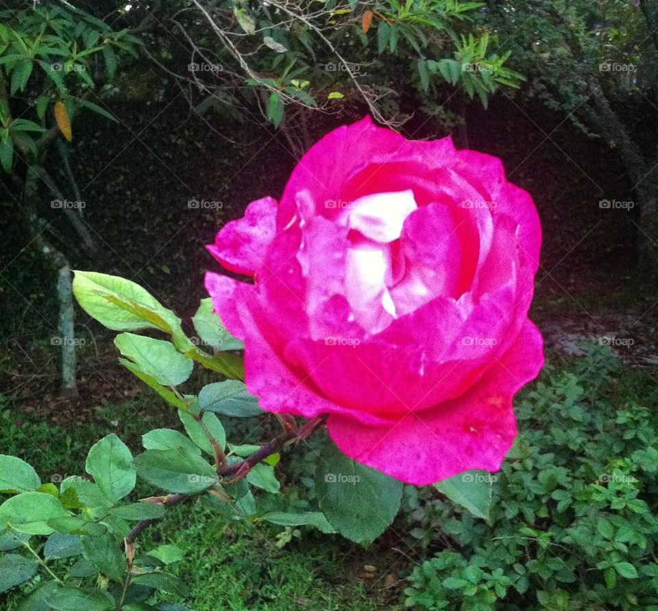 🌹 🇺🇸 Very beautiful flowers to brighten our day.  Live nature and its beauty. Did you like the delicate petals? / 🇧🇷 Flores muito bonitas para alegrar nosso dia. Viva a natureza e sua beleza. Gostaram das pétalas delicadas? 