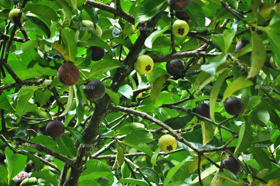 Sri lankan mangossteen fruit at my village