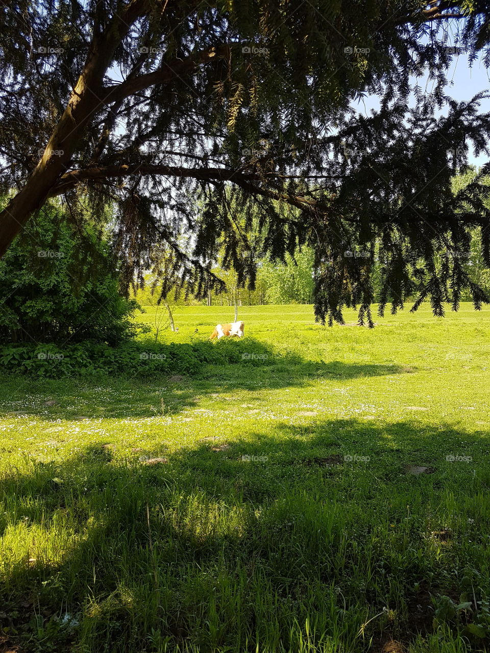 Cows on meadow