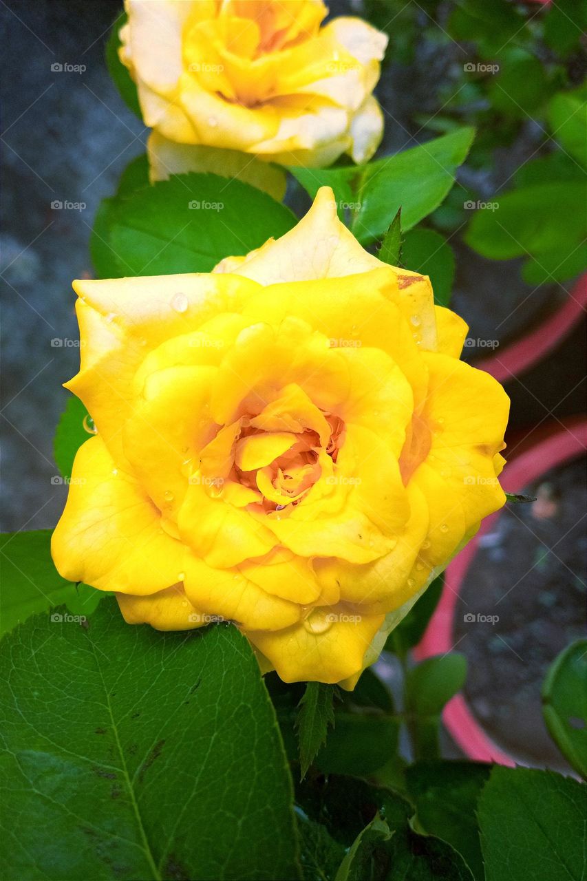 beautiful 🟡yellow rose 🌹🌺🌻🌹🌷flower in our garden