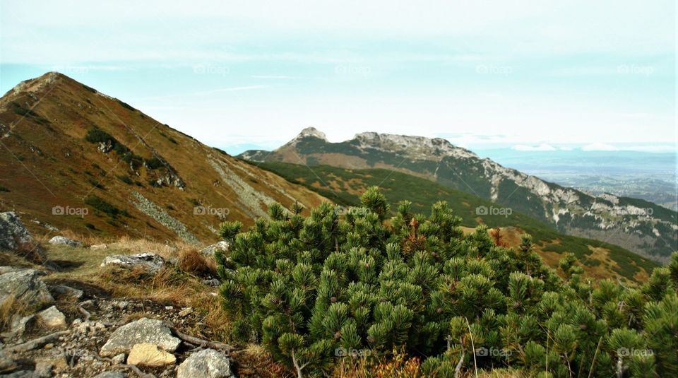 Mountain pines and panorama in autumn