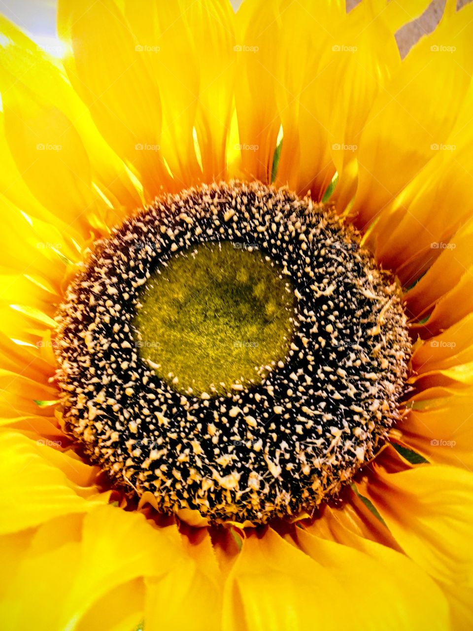 Sunflower close-up